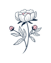 Elegant Pink Peony Flower and Buds Line Art Vector | Botanical Outline Illustration