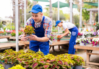 Focused interested worker in blue overalls and cap examining vibrant colorful leaves of potted Coleus blumei plants, arranging display in local garden center