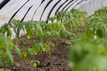 green tomatoes grown in a greenhouse in the summer, young tomatoes growing in a greenhouse in the summer in cold weather