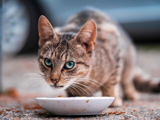 A cat is eating food from a white plate outdoors. Street animal with stunning green blue eyes and...