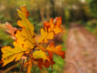Golden autumn spirit. Yellow and orange color oak leaf in focus, forest park with sun glow out of focus in the background. Soft and dreamy nature scene with calm and relaxed mood.