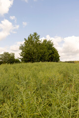 monocultural agricultural field with green rapeseed pods on a warm summer day in cloudy weather, beautiful unripe rapeseed pods used for food and fuel production