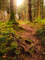 Obraz premium A forest path with moss and fallen leaves. The moss is green and the leaves are brown. The path is surrounded by trees and bushes. Nature colors and background. Relaxing mood and feel.