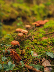 A group of mushrooms are growing on a mossy ground. The mushrooms are of different sizes and colors, with some being brown and others being orange. The scene has a natural and peaceful feel to it