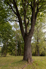 green foliage on trees in the park in the autumn season at the beginning of the fall, deciduous trees with colorful foliage at the beginning of the autumn season, sunny warm weather