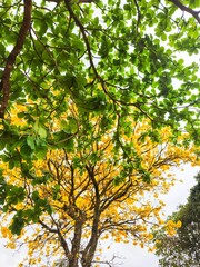 Tree with Green Leaves and Yellow Flowers