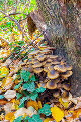 Honey fungus in forest, Armillaria mellea