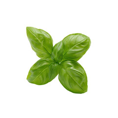 Fototapeta premium Fresh green basil leaves isolated on transparent background