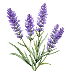 Naklejka premium Feine Zweige mit kleinen lila Blüten in Aquarelltechnik, Elegante Illustration mit transparentem Hintergrund, perfekt für Spa-Branding, elegante Einladungen, Etiketten für handgefertigte Produkte