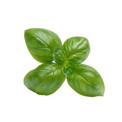Obraz premium Single basil leaf isolated on transparent background