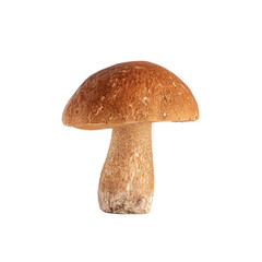 One whole cep mushroom with a smooth brown cap and pale stem, isolated on transparent background