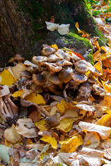 Honey fungus in forest, Armillaria mellea