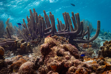 Tube Sponges at "Just a Nice Dive" site in Klein Bonaire