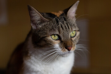 Portrait of a cat with green eyes