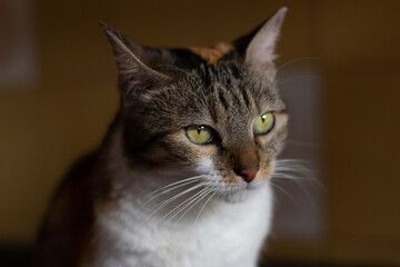 Portrait of a cat with green eyes