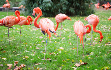 Exotic pink flamingo bird on the grass in nature