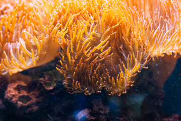 Heteractis magnifica sea anemones orange underwater corals in the sea and ocean