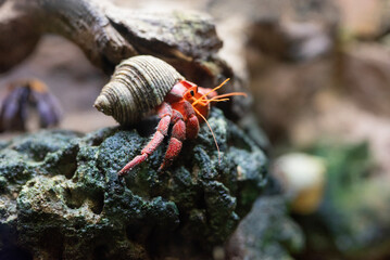 Hermit crab is a type of arthropod