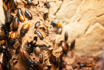 Exotic insects Madagascar cockroaches