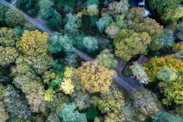 diagonal footpath in autumn forsest