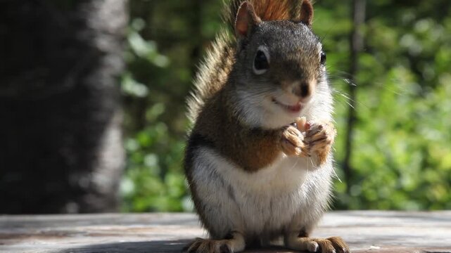 Grauh&ouml;rnchen (Sciurus carolinensis), eine nordamerikanische Nagetier-Art aus der Familie der H&ouml;rnchen (Sciuridae) und der Gattung der Eichh&ouml;rnchen (Sciurus).