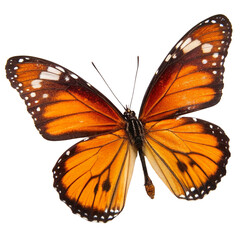 Fototapeta premium butterfly cutout, isolated 