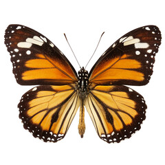 Fototapeta premium butterfly cutout, isolated 