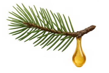 Pine tree branch featuring a clear golden resin drop, representing natural healing, isolated for versatile design elements