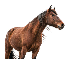 Obraz premium horse cutout, isolated horse cutout, isolated 