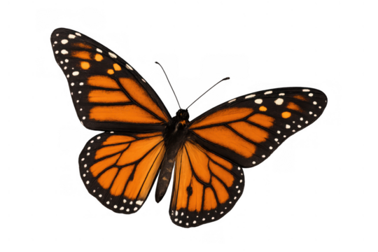 Orange monarch butterfly extending wings, isolated on transparent background, showing intricate patterns and vibrant colors