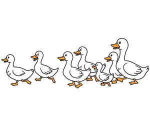 A line of white ducks and ducklings are walking