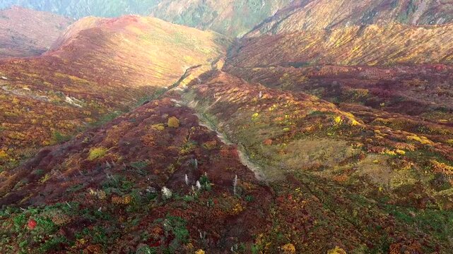 Drone aerial Rocky Mountains autumn colors with vibrant fall foliage forest. Overhead view of golden yellow red aspen groves and colorful shrubs in Rocky Mountains, Rockies.