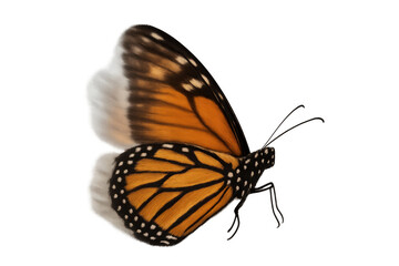 Fototapeta premium Monarch butterfly in detailed side view, danaus plexippus, showing wings and body, transparent background