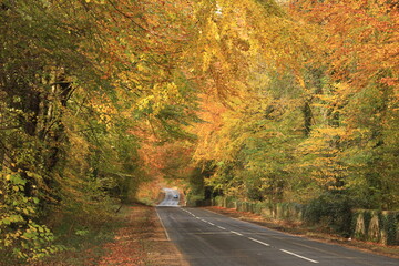 Naklejka premium Road through tree tunnel in rural County Fermanagh, Ireland featuring trees with foliage in autumnal colours