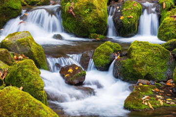 small waterfall in the forest