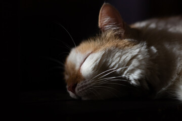 white cat with green eyes