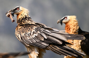 a majestic bearded vulture in the mountain on spain