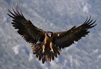 a majestic bearded vulture in the mountain on spain