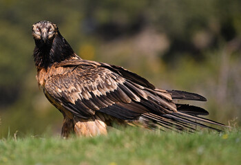 a majestic bearded vulture in spain