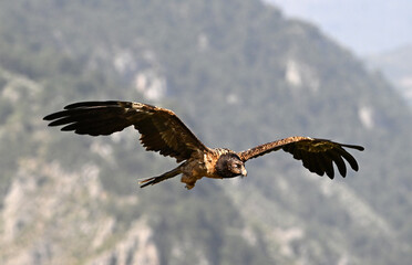 a powerful bearded vulture in spain