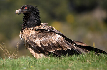 a majestic bearded vulture in the mountain on spain