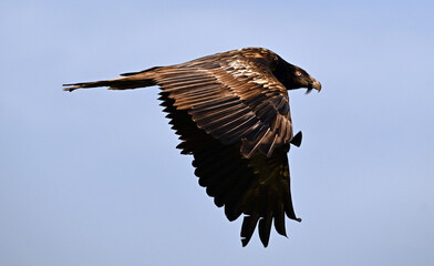 a majestic bearded vulture in the mountain on spain