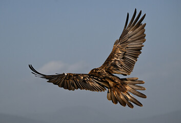 a powerful bearded vulture in spain