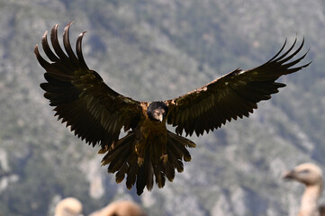 a powerful bearded vulture in spain