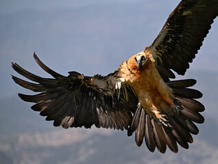 a powerful bearded vulture in spain