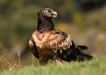 a majestic bearded vulture in the mountain on spain