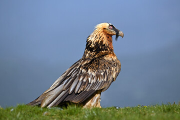 a majestic bearded vulture in spain