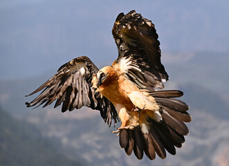 a majestic bearded vulture in spain
