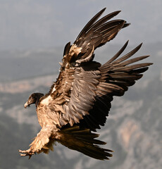 a powerful bearded vulture in spain