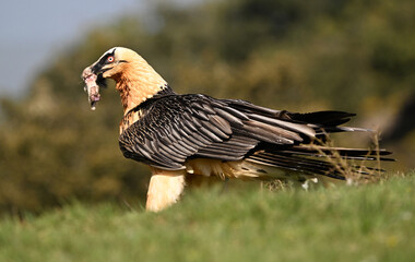 a majestic bearded vulture in spain